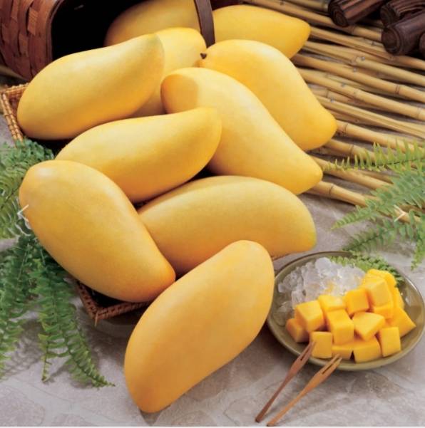 金煌芒果10斤/箱